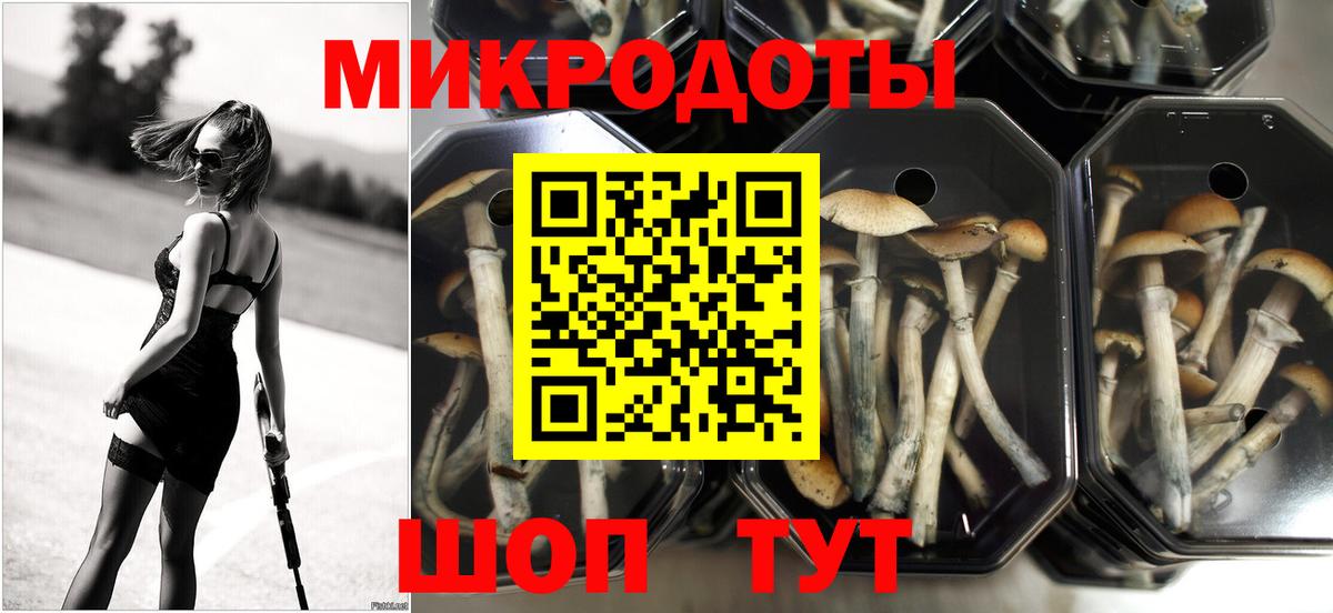 Галлюциногенные грибы Psilocybe Белореченск